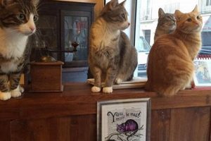 Visit the Best Cat Cafe Paris Bastille! Feline Fun Hubbastille: Explore the Fusion of Culture, Music & Creativity Visit the Best Cat Cafe Paris Bastille! Feline Fun | Hubbastille: Explore the Fusion of Culture, Music & Creativity