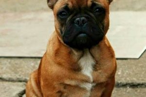 French History & Hounds: Bastille Ore French Bulldogs Guide Hubbastille: Explore the Fusion of Culture, Music & Creativity French History & Hounds: Bastille Ore French Bulldogs Guide | Hubbastille: Explore the Fusion of Culture, Music & Creativity