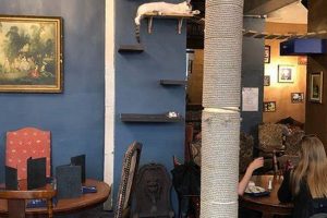 Purrfect Paris: Cafe de Chats Bastille Cat Cafe Guide Hubbastille: Explore the Fusion of Culture, Music & Creativity Purrfect Paris: Cafe de Chats Bastille Cat Cafe Guide | Hubbastille: Explore the Fusion of Culture, Music & Creativity